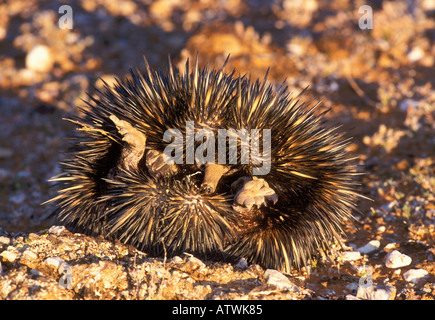 Ameisenigel Tachyglossus Aculeatus In schützenden aufgerollt Position, Queensland, Australien Stockfoto