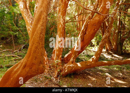 Nationalpark Los Mapuches, Peninsula de Quetrihue, Neuquen, Argentinien, Südamerika Stockfoto