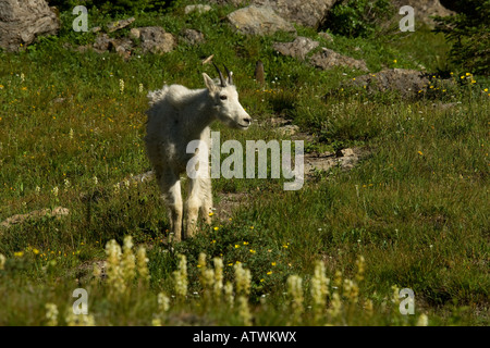 Bergziege Chevre Montagne Oreamnos Americanos Artengemeinschaft Capra Montagna Nävi Bovidi Säugetiere Mammiferi Glacier Nationalpark Monta Stockfoto