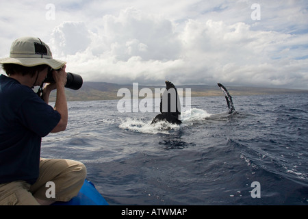 Ein Fotograf auf einer Whale-watching Boot aus Lahaina, Maui, bekommt einen Blick auf ein Buckelwal, Impressionen Novaeanglia, Hawaii. Stockfoto