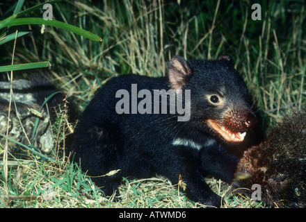 Beutelteufel Sarcophilus Harrisii Juvenile Fütterung auf Common Wombat Karkasse fotografiert in der freien Wildbahn in Tasmanien Australien Stockfoto