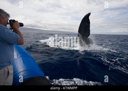 Ein Fotograf auf einer Whale-watching Boot aus Lahaina, Maui, erhält einen Blick ein Buckelwal, Impressionen Novaeangliae, Hawaii. Stockfoto