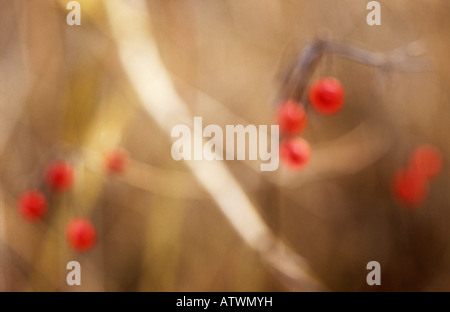 Klangschöne Nahaufnahme von Zweigen und scarlet rote Beeren des Schneeballs Rose oder Viburnum Opulus weichen braunen Hintergrund Stockfoto