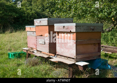 Bienenstöcke im Sommer Obstgarten Stockfoto