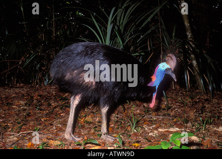 Südlichen Helmkasuar Casuarius Casuarius fotografiert im tropischen Regenwald von Queensland Australien Stockfoto