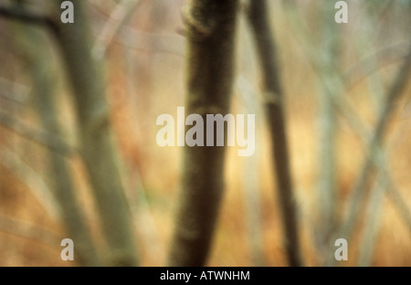 Impressionistische schlanken Stämme und Zweige der gemeinsamen Erlen vor goldenem Hintergrund der gemeinsamen Schilf im winter Stockfoto