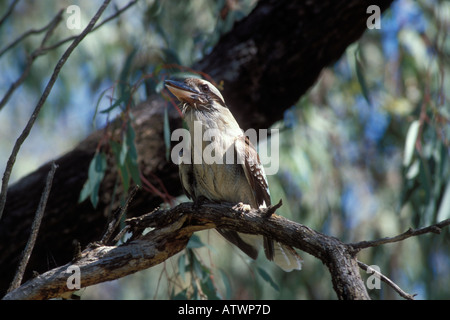 Lachende Kookaburra Dacelo Novaeguineae Erwachsene Lachen fotografiert in Victoria Australien Stockfoto