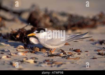 Wenig Tern Sterna albifrons Stockfoto