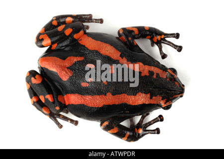 Südafrikanische Schlange-Hals Frosch südafrikanischen Schlange Hals Frosch Phrynomantis Bifasciatus Phrynomerus bifasciatus Stockfoto