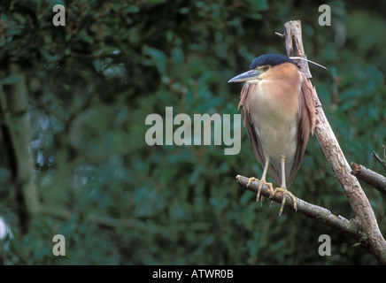 Nankeen Nachtreiher Nycticorax caledonicus Stockfoto