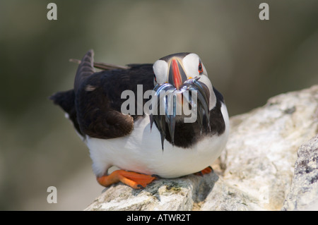 Papageitaucher Fratercula Arctica mit Schnabel voller Sandaale Front direkt zu sehen Stockfoto