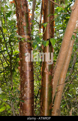 rötlich, abblätternde Rinde Gumbo Limbo, stammt aus Florida und die everglades Stockfoto