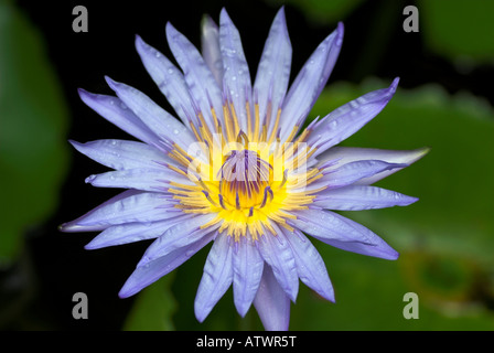 Nahaufnahme von Wasser-Lilienblume, Gattung Nymphaea Stockfoto
