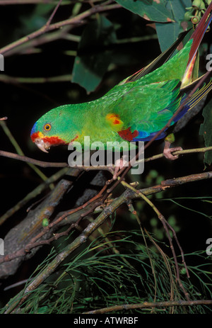 SWIFT Papageien Lathamus entfärben fotografiert in Tasmanien Stockfoto