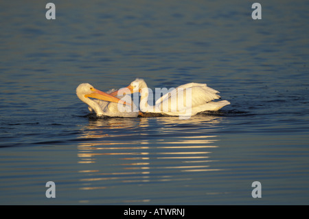 Amerikanische weiße Pelikane, Pelecanus Erythrorhynchos kämpfen. Stockfoto