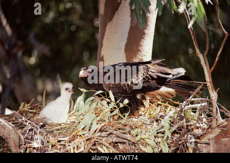 Wedge-tailed Eagle Aquila Audax Fütterung Küken im Nest in Zentral-Australien Stockfoto