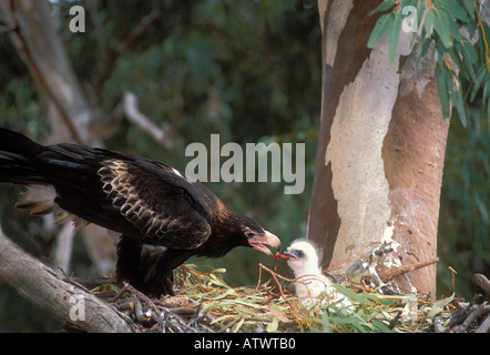 Wedge-tailed Eagle Aquila Audax Erwachsenen Fütterung Küken im Nest Zentralaustralien Stockfoto