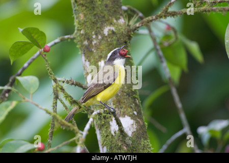 Soziale Flycatcher Myiozetes Similis in einem Baum mit roten Beeren mit einer Beere im Schnabel Stockfoto