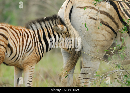 Zebra Kind Zufluchtnahme mit seine Schnauze in die Mutter Beine in Hluhluwe Umfolozi Imfolozi Nationalpark in Südafrika Stockfoto