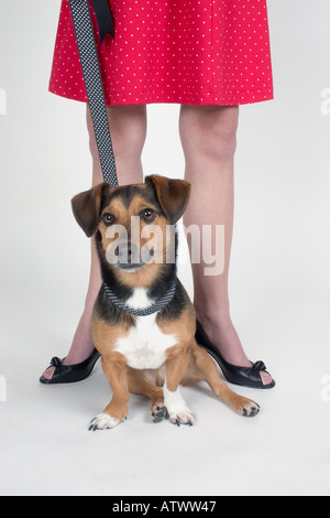 Tiere Stockfoto