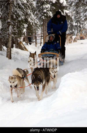 Team von husky Hunde ziehen ein Musher und Schlitten über den Polarkreis Lappland Finnland Stockfoto