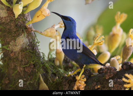 Leuchtende Honig Schlingpflanze Cyanerpes Lucidus, ernähren sich von Nektar Lager Blume Stockfoto