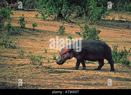 Nilpferd im Freiland auf kurzen Rasen zu Fuß in den frühen Morgenstunden Masai Mara National Reserve Kenia in Ostafrika Stockfoto