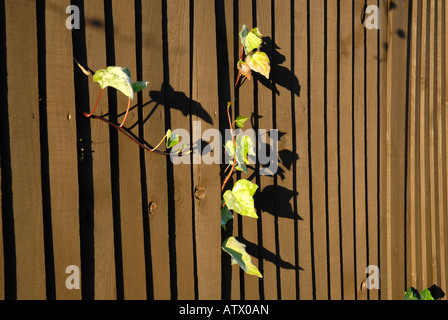 Blätter, Klettern auf einen hölzernen Zaun bei strahlendem Sonnenschein, hohem Kontrast und Schatten schaffen Stockfoto