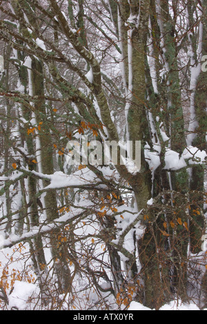 Großer Höhe Buche Fagus Sylvatica Wälder rund um die Quelle der Loire im Winter Schnee Zentralmassiv-Frankreich Stockfoto