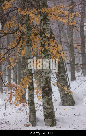 Großer Höhe Buche Baum (Fagus Sylvatica) Wälder mit Laub, um die Quelle der Loire im Winterschnee Stockfoto