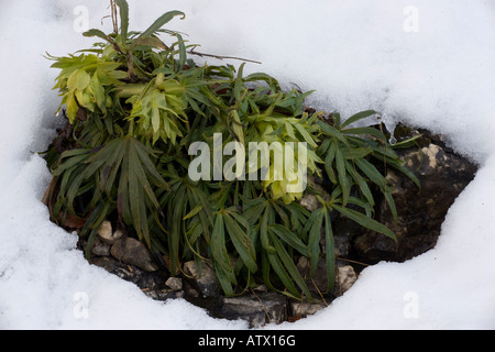 Stinkende Nieswurz (Helleborus Foetidus) im Schnee Stockfoto