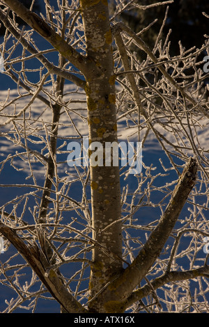 Wilde Espe Populus Tremula bedeckt mit Raureif mitten im Jura-Gebirge-Ost-Frankreich Stockfoto