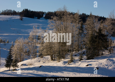 Mitten im Winter in die Haut Jura natürlichen regionalen Park Ost Frankreich buchen Norwegen Fichten etc. im Schnee Stockfoto