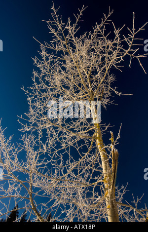 Wilde Espe Populus Tremula bedeckt mit Raureif mitten im Jura-Gebirge-Ost-Frankreich Stockfoto