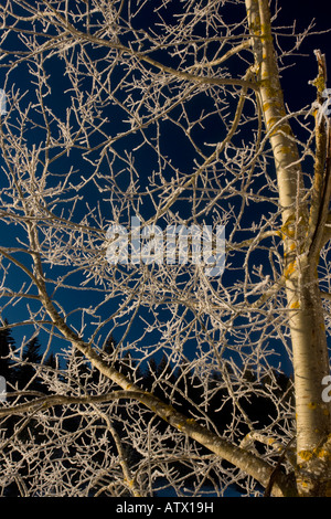 Wilde Aspen (Populus Tremula) bedeckt mit Raureif, mitten im Jura, Frankreich Stockfoto