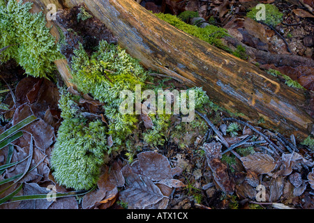 Beechwood Waldboden im winter Stockfoto