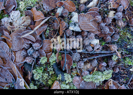 Beechwood Waldboden im Winter mit gefallenen Buche mast Stockfoto