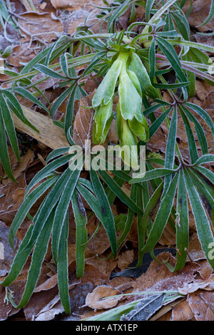 Stinkende Hellebore, Helleborus foetidus, im Buchenwald frostiger Morgen Stockfoto