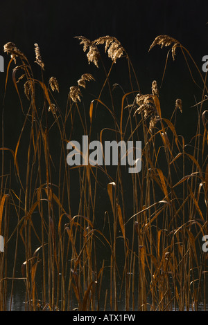 Gemeinsamen Schilf Phragmites Australis im Winter gegen das Licht Stockfoto