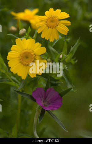 Mais-Ringelblume Chrysanthemum Segetum mit Corncockle selten Maisfeld Unkraut in UK Stockfoto