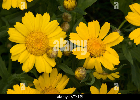 Mais Ringelblume Chrysanthemum Segetum seltene Maisfeld Unkraut in UK Stockfoto