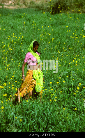 Indien Rajasthan Udaipur Aher Menschen Frau arbeitet im Bereich Stockfoto