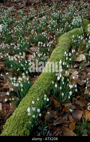 Gemeinsamen Schneeglöckchen (Galanthus Nivalis) in einem Tal auf Exmoor, Somerset, Devon, England, UK Stockfoto