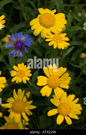 Mais-Ringelblume Chrysanthemum Segetum mit Kornblume Centaurea Cyanus seltene Maisfeld Unkraut in UK Stockfoto