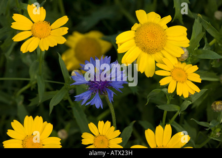 Mais Ringelblume Chrysanthemum Segetum seltene Maisfeld Unkraut in UK Stockfoto