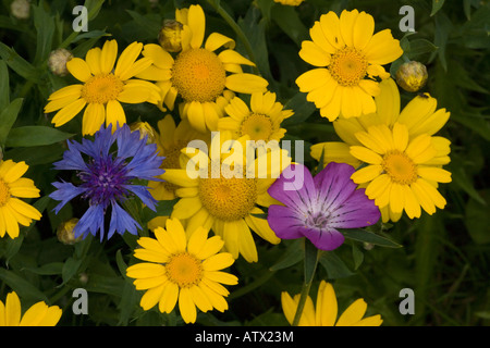 Masse des Maisfeld Unkraut Mais Ringelblume Chrysanthemum Segetum Corncockle und Kornblumen Stockfoto