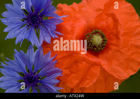 gemeinsamen Mohn (Papaver Rhoeas) mit Kornblume (Centaurea Cyanus), eine seltene Maisfeld Unkraut im Vereinigten Königreich Stockfoto