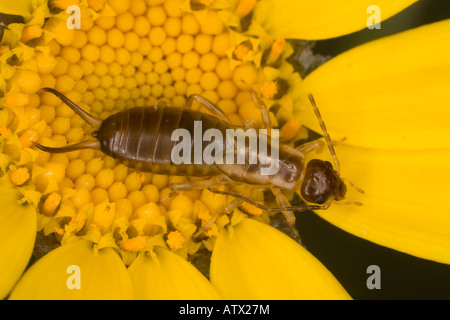 Gemeinsamen Ohrwurm (Forficula Auricularia) in Mais Ringelblume Chrysanthemum Segetum Dorset Stockfoto