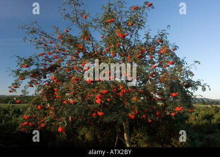 Rowan Baum Sorbus Aucuparia in voller Frucht auf Heideland Arne Dorset Stockfoto