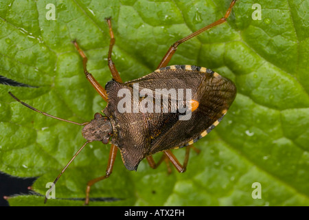 Waldfehler, Pentatoma rufipes, auf Blatt Stockfoto